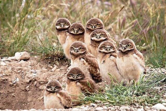 フクロウに癒されるトピ