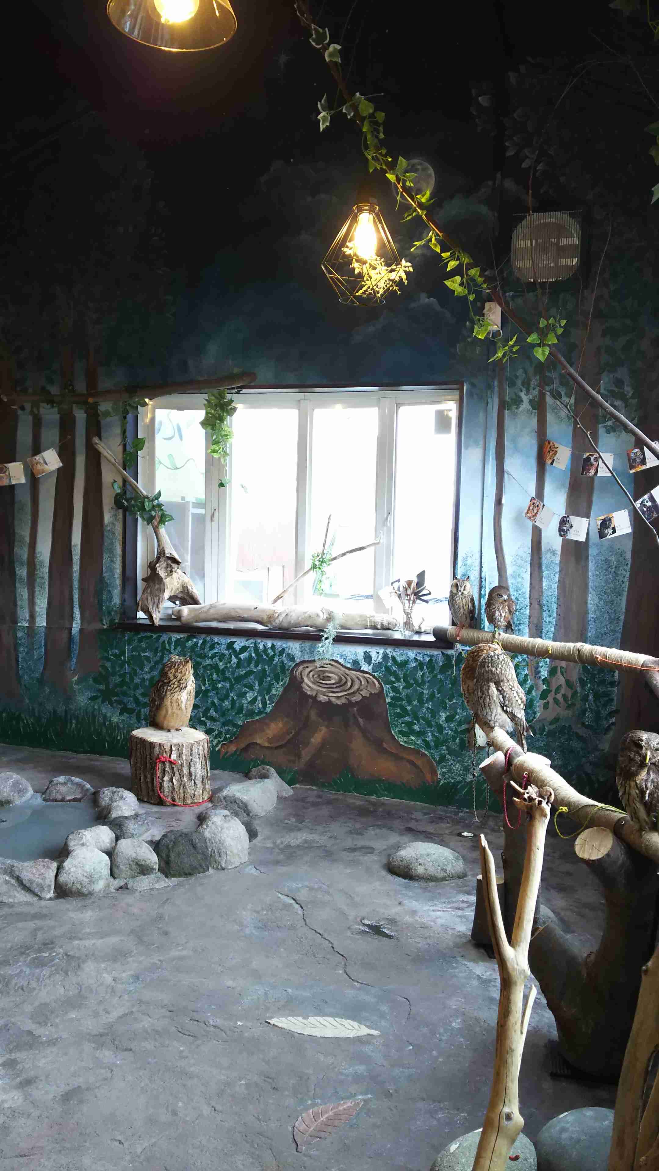 フクロウに癒されるトピ