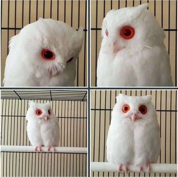 フクロウに癒されるトピ