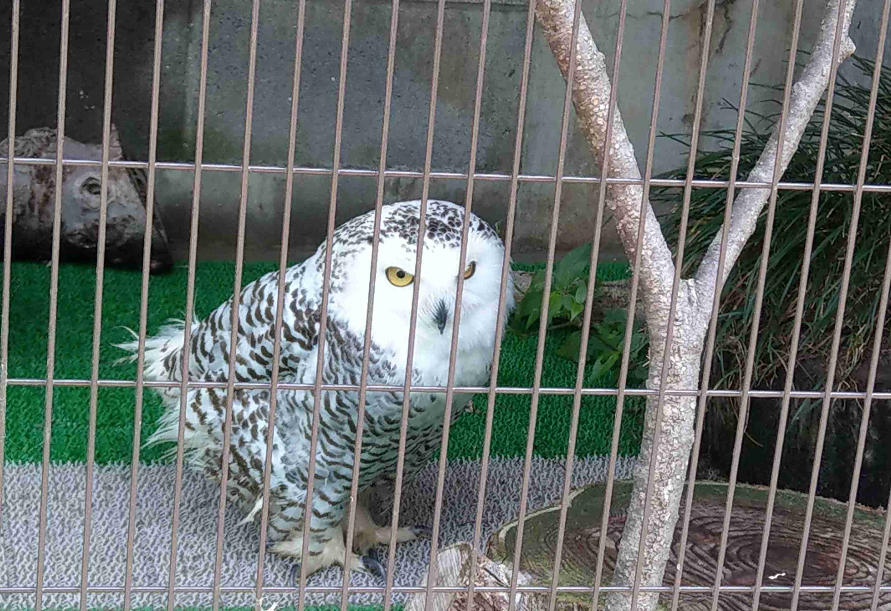 フクロウに癒されるトピ