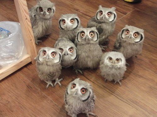 フクロウに癒されるトピ