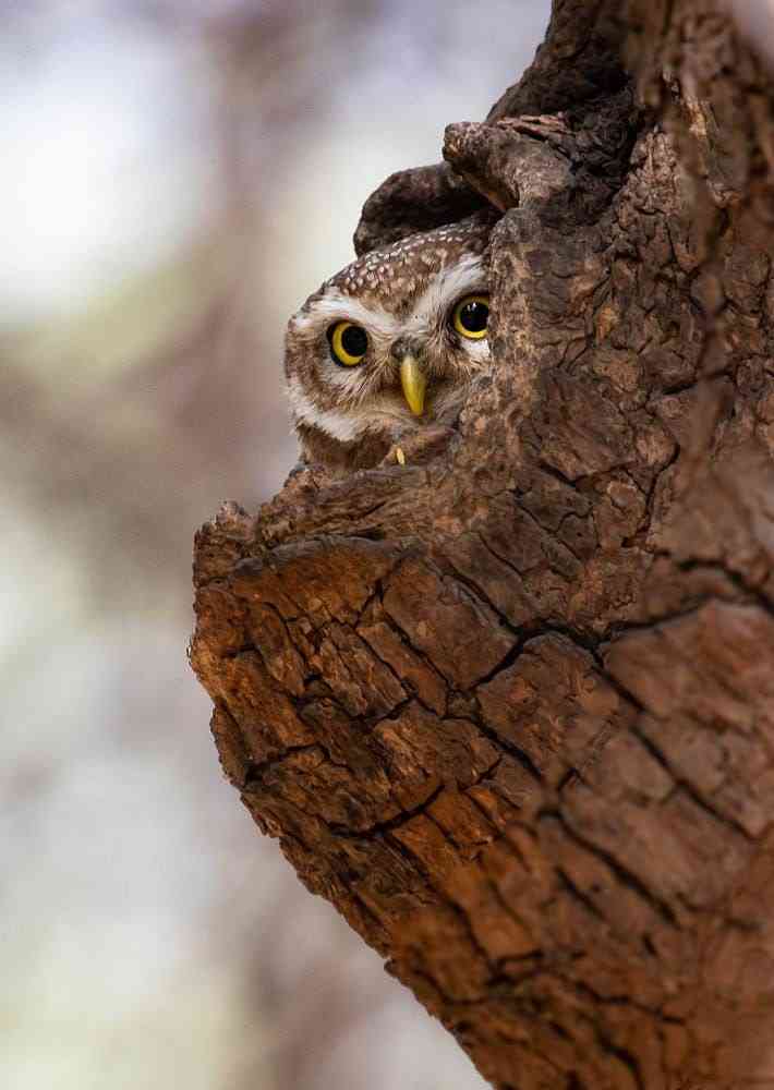 フクロウに癒されるトピ