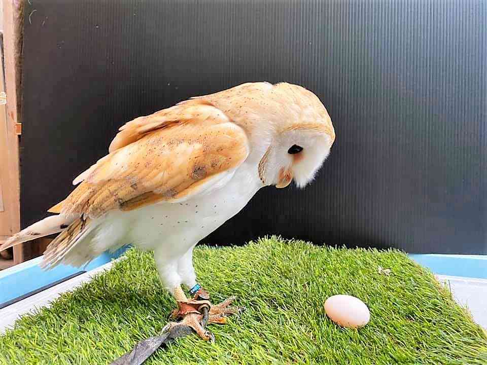 フクロウに癒されるトピ