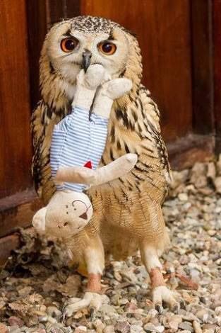 フクロウに癒されるトピ