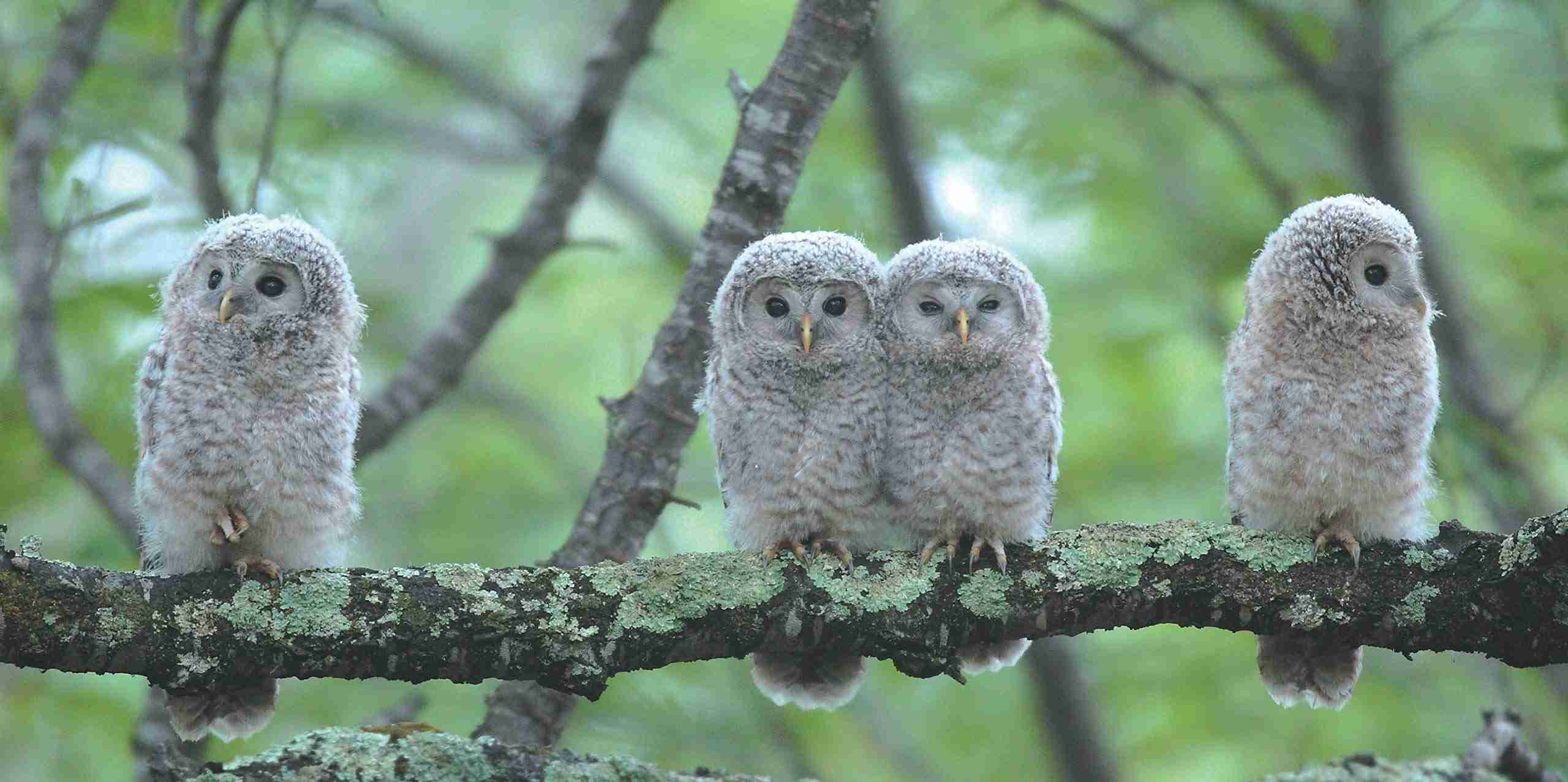 フクロウに癒されるトピ