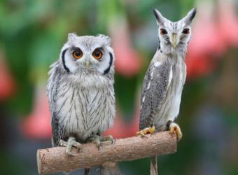 フクロウに癒されるトピ