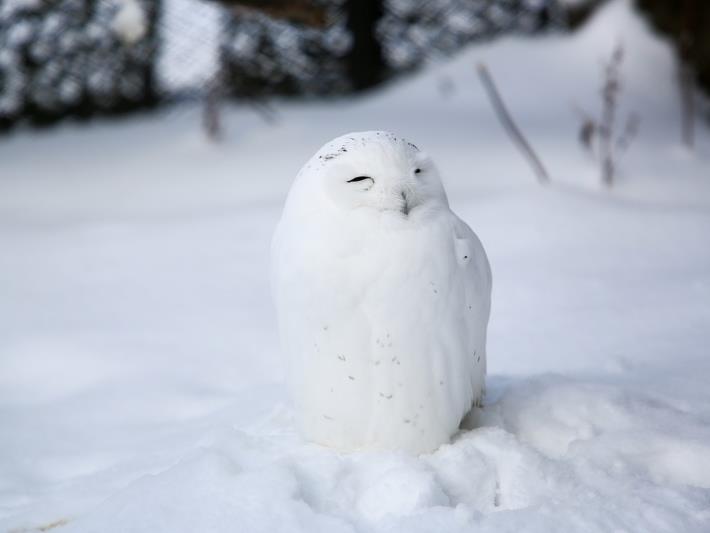 フクロウに癒されるトピ