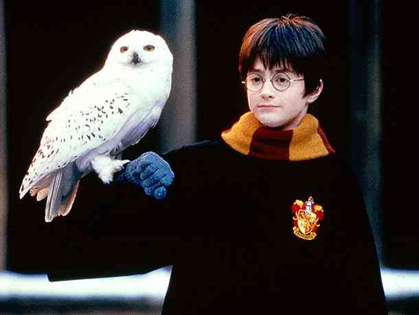 フクロウに癒されるトピ