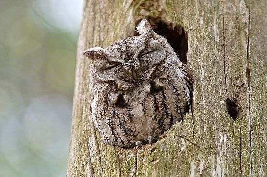 フクロウに癒されるトピ