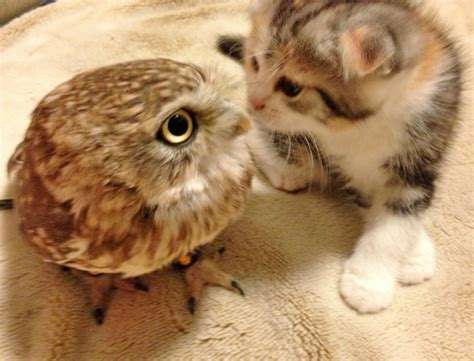 フクロウに癒されるトピ