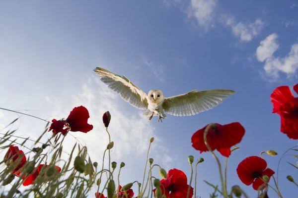 フクロウに癒されるトピ