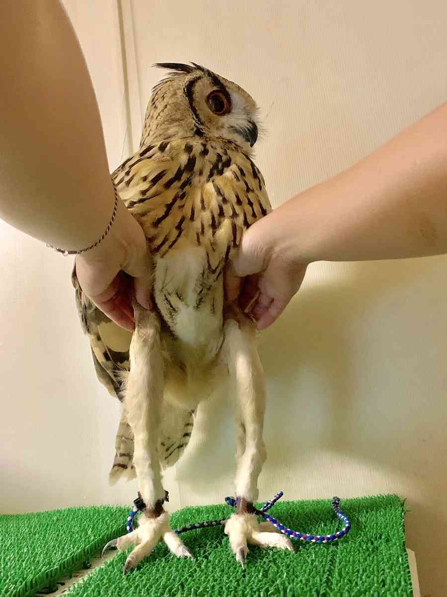 フクロウに癒されるトピ