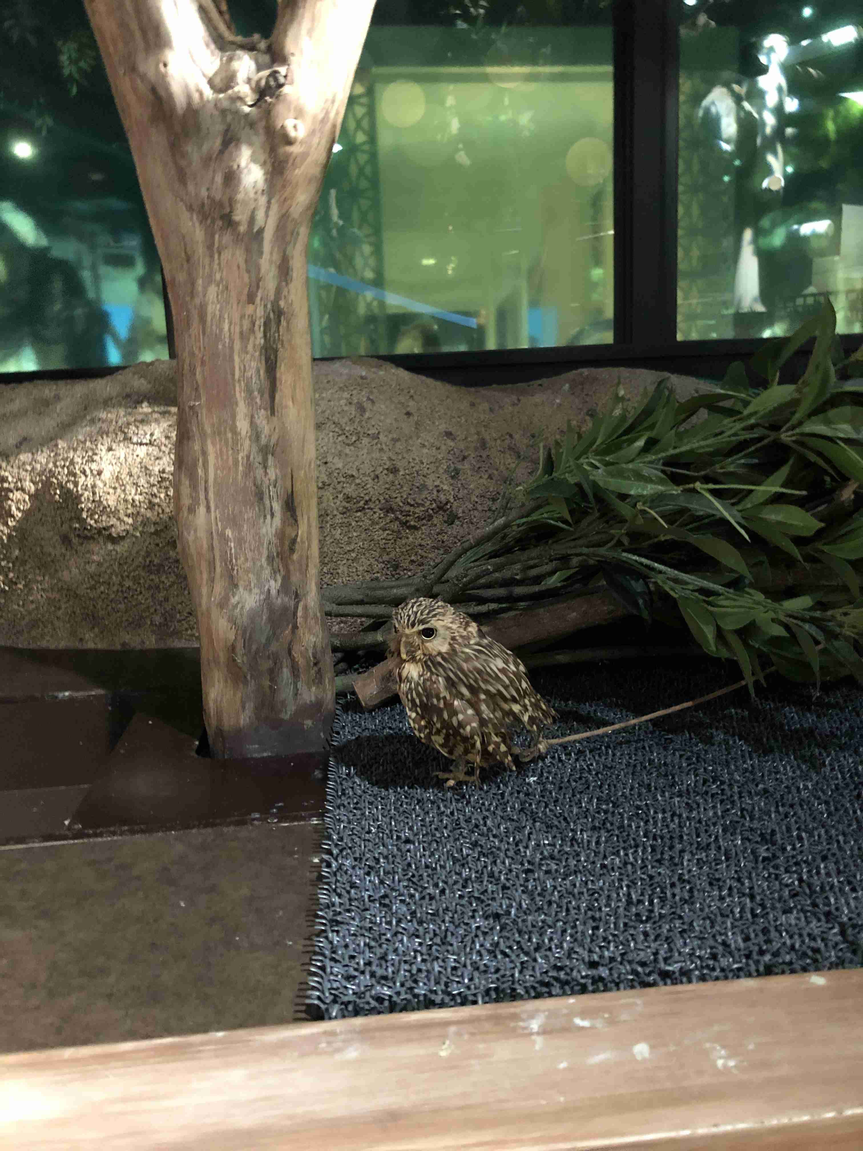 フクロウに癒されるトピ