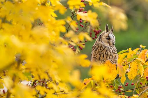 フクロウに癒されるトピ
