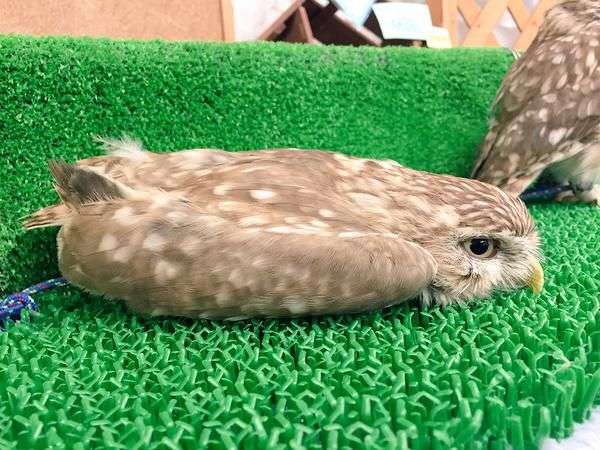 フクロウに癒されるトピ