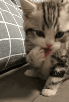 動物の可愛いエピソード