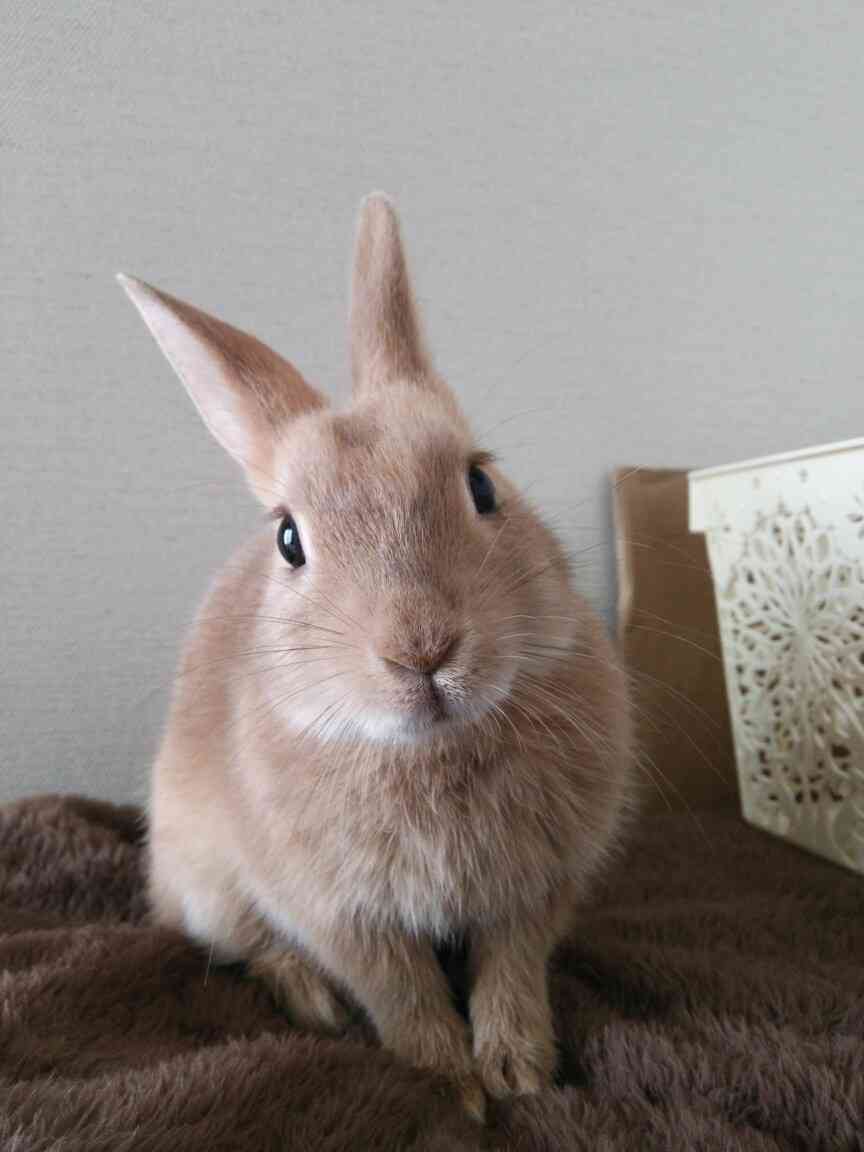 動物の可愛いエピソード