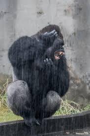 動物の可愛いエピソード