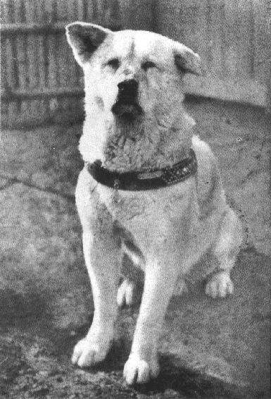 子犬の頃から11年連れ添った飼い主の墓を離れない犬（トルコ）