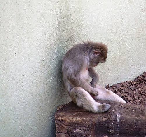 サルが苦悶の表情？、「コメディー野生動物写真賞」の大賞発表