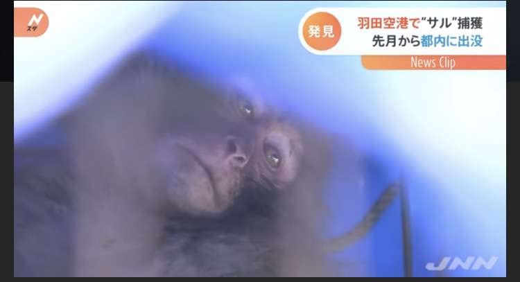 サルが苦悶の表情？、「コメディー野生動物写真賞」の大賞発表