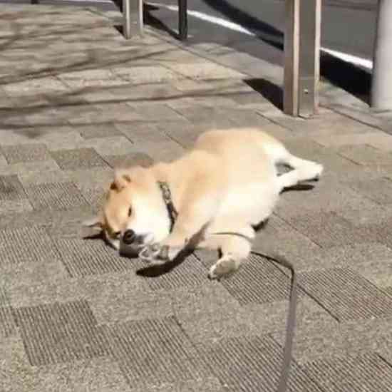 散歩するプレーリードッグが“犬”のまね!? 体を地面にスリスリする姿が可愛い…状況を飼い主に聞いた