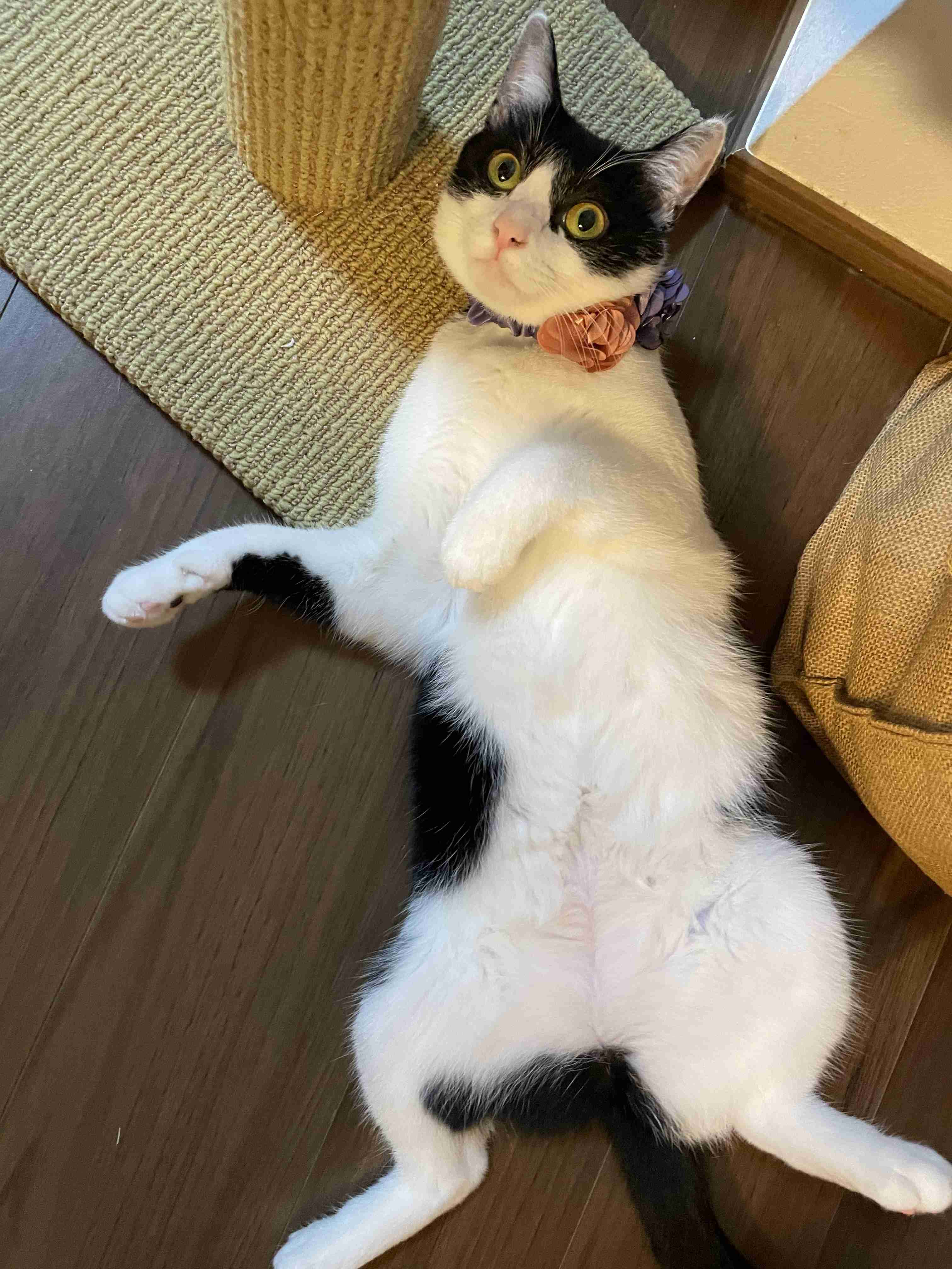 身バレしない程度にみんなのお家のペット(種類は何でもOK)が集まるトピ