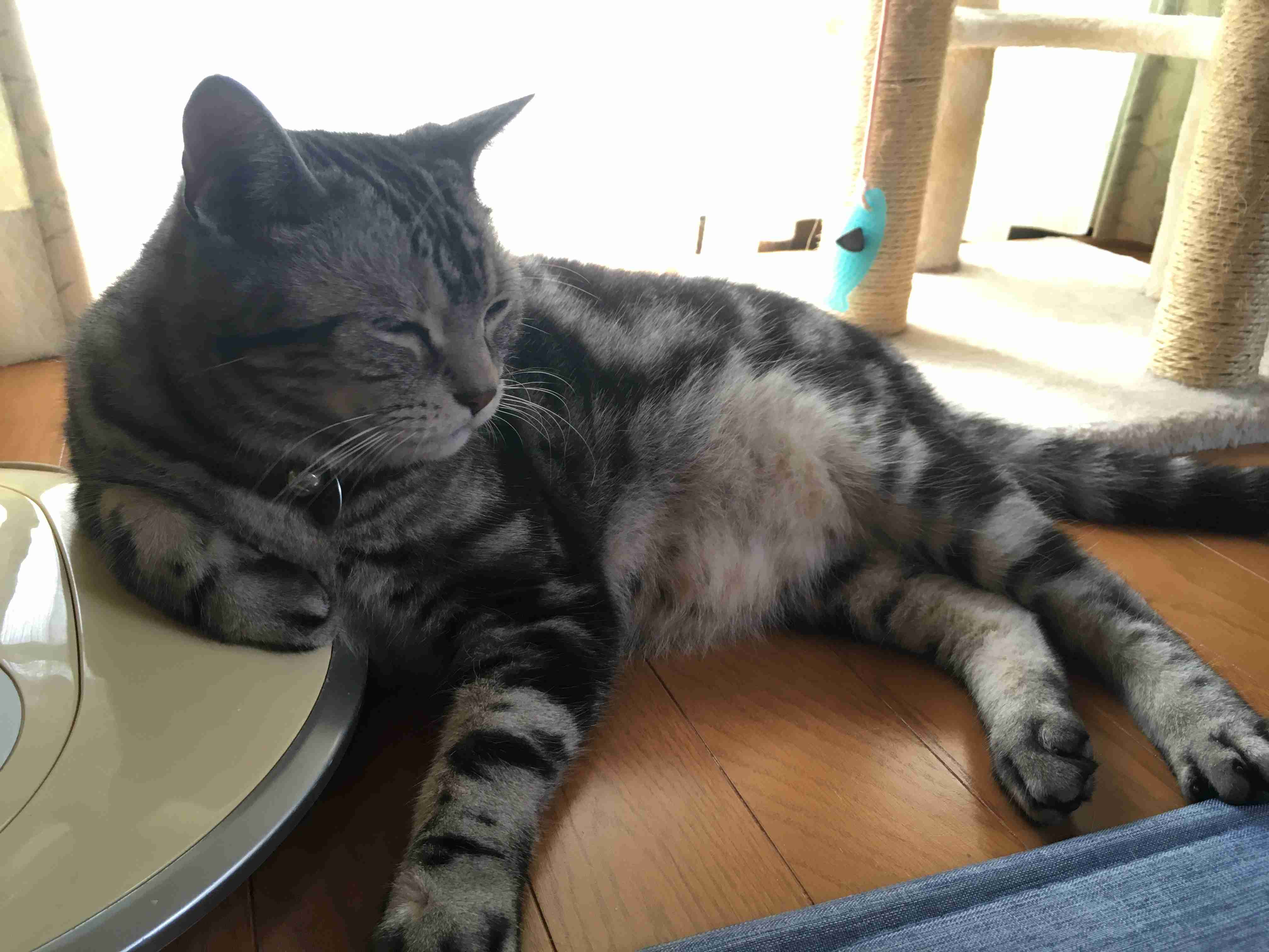 身バレしない程度にみんなのお家のペット(種類は何でもOK)が集まるトピ