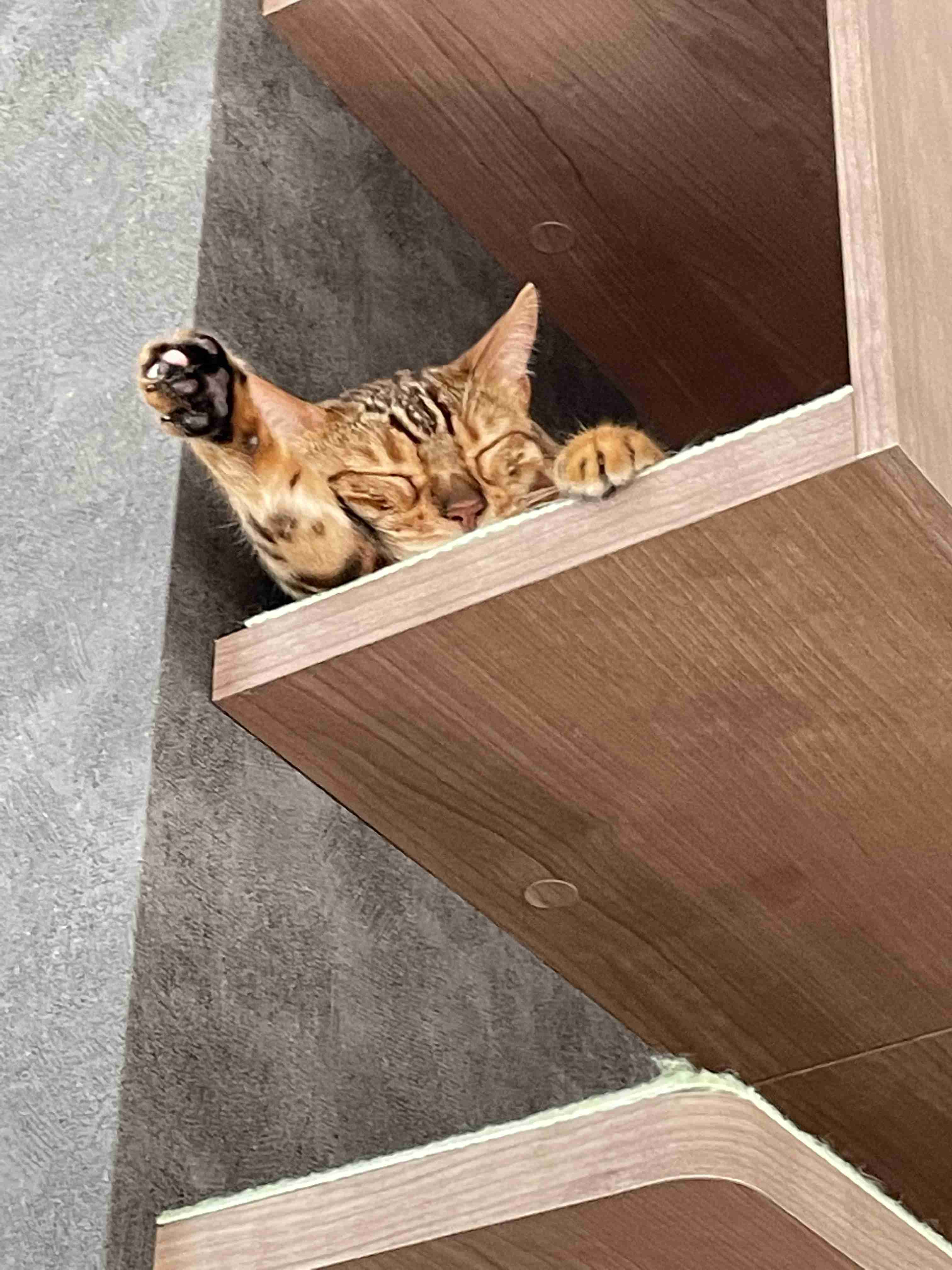 身バレしない程度にみんなのお家のペット(種類は何でもOK)が集まるトピ