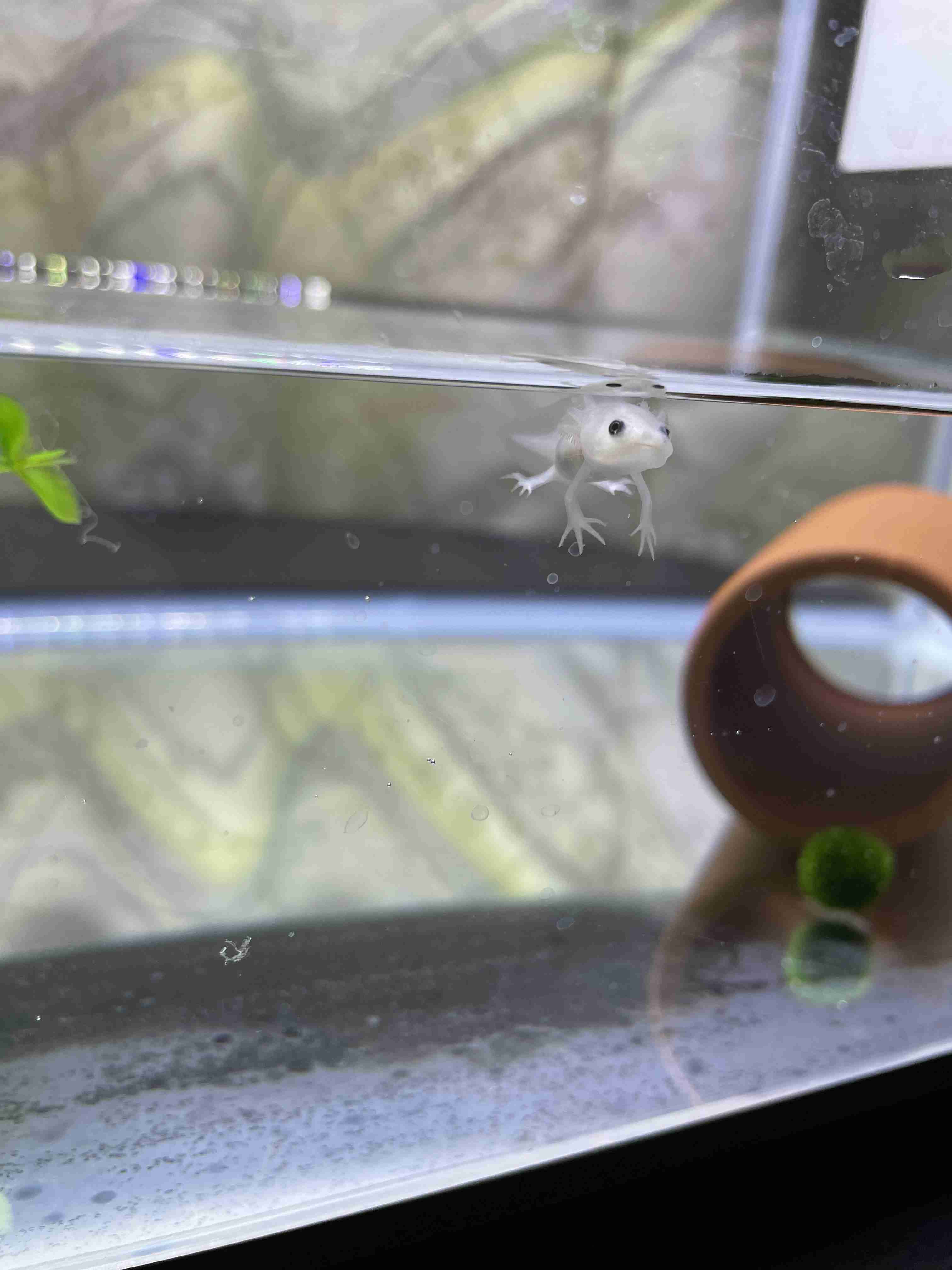 身バレしない程度にみんなのお家のペット(種類は何でもOK)が集まるトピ
