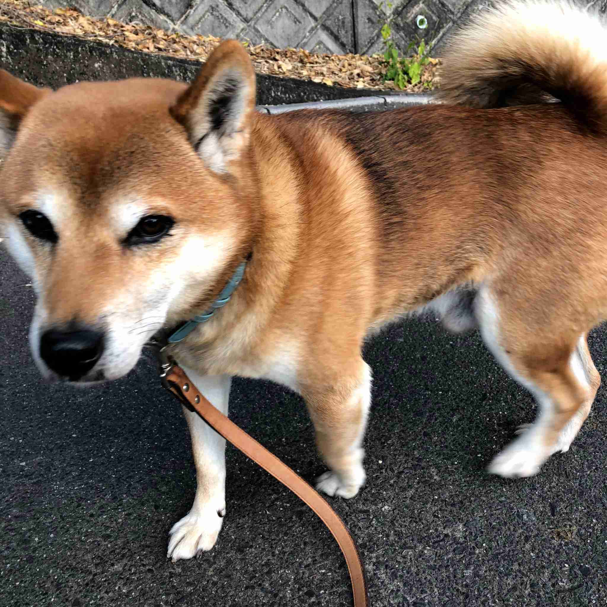 身バレしない程度にみんなのお家のペット(種類は何でもOK)が集まるトピ