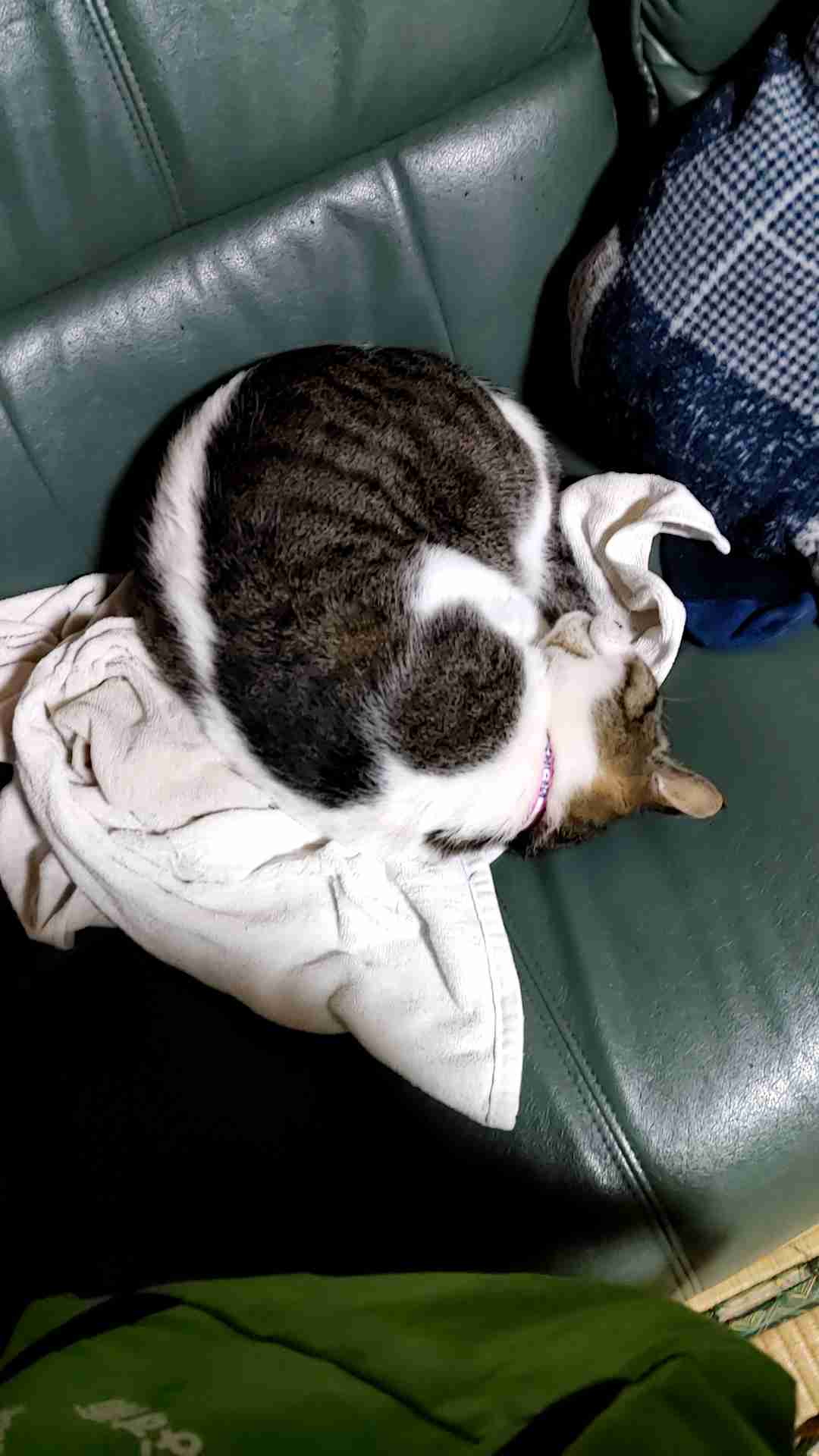 身バレしない程度にみんなのお家のペット(種類は何でもOK)が集まるトピ