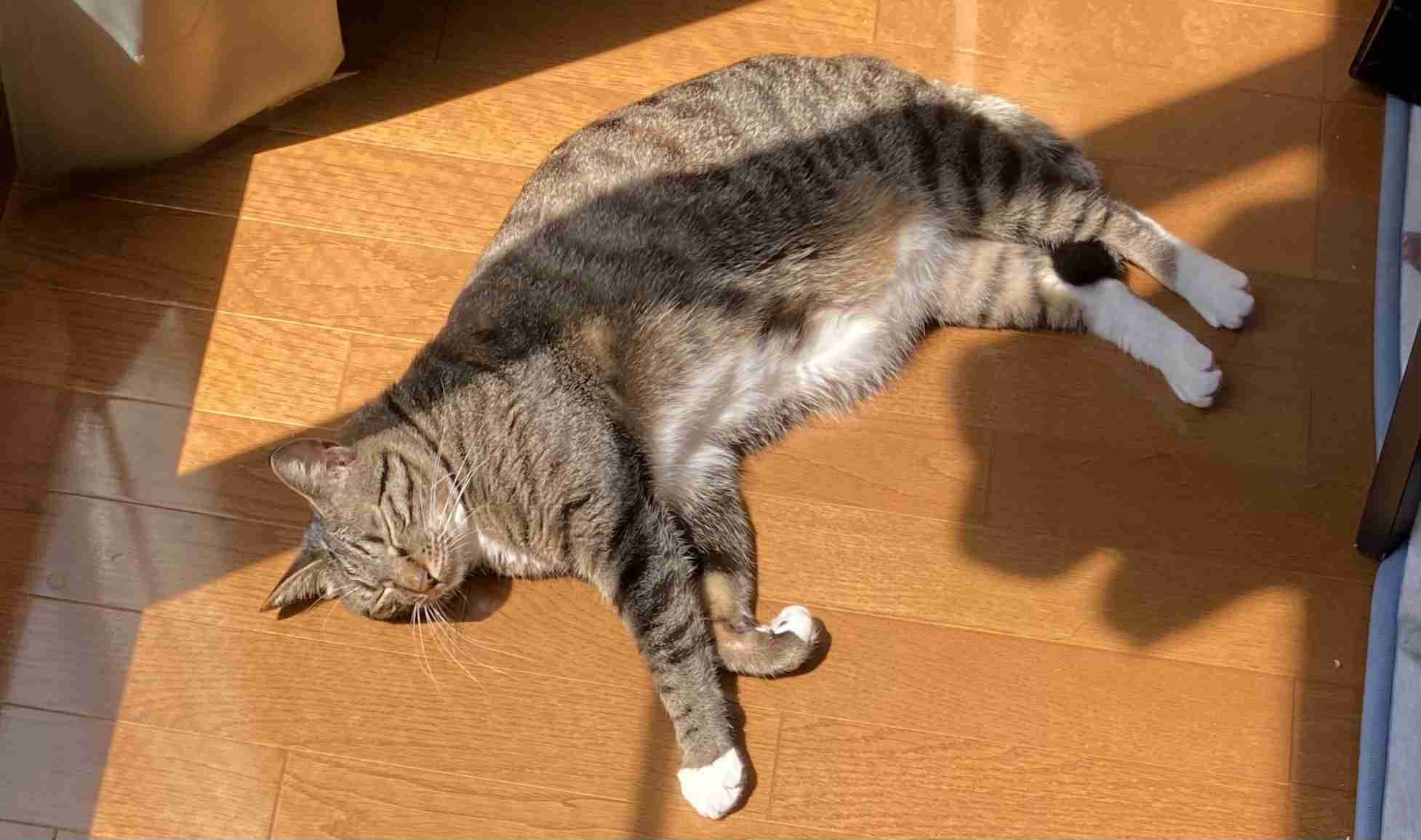 身バレしない程度にみんなのお家のペット(種類は何でもOK)が集まるトピ