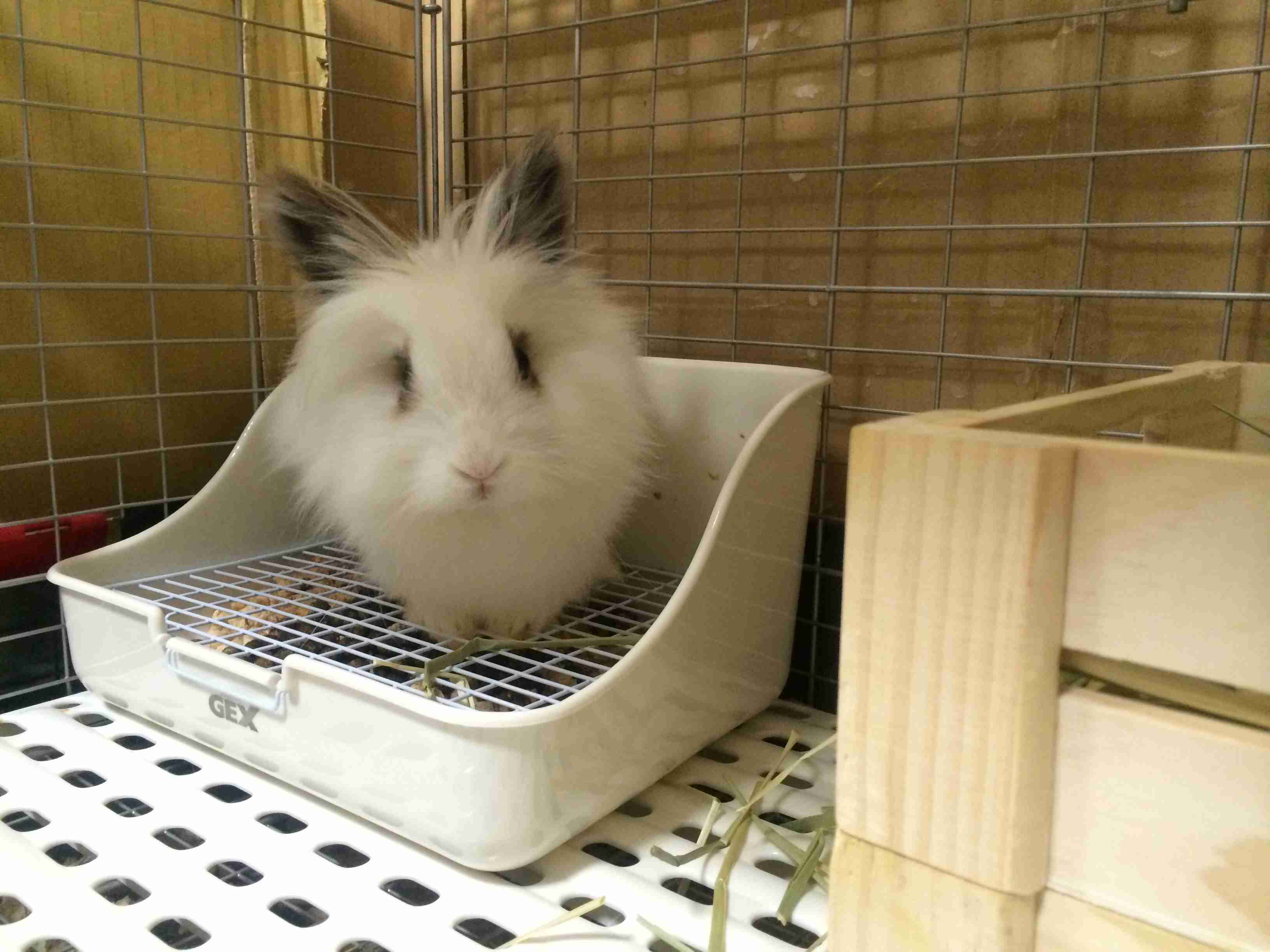 身バレしない程度にみんなのお家のペット(種類は何でもOK)が集まるトピ