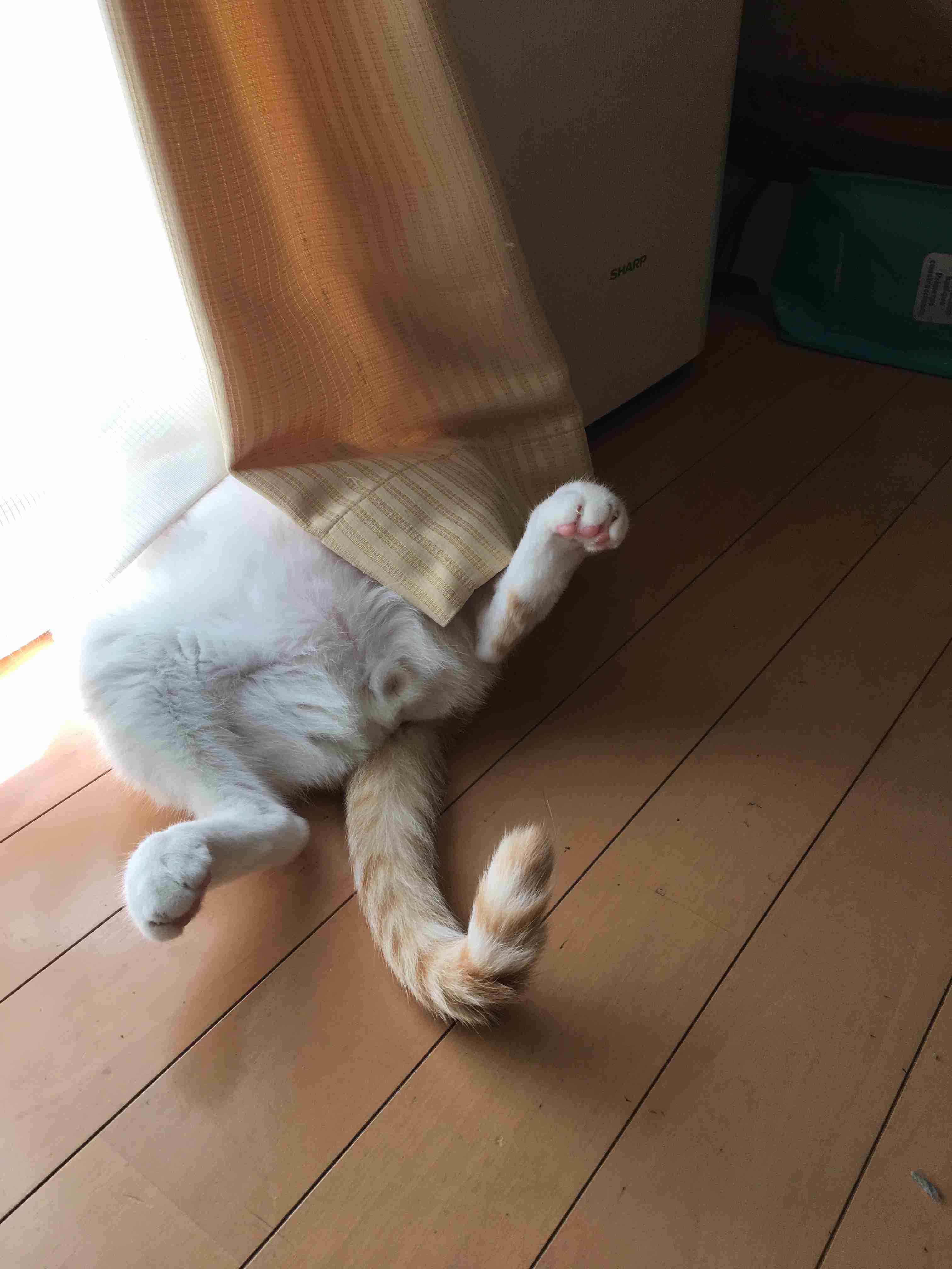 身バレしない程度にみんなのお家のペット(種類は何でもOK)が集まるトピ