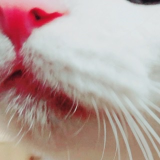 身バレしない程度にみんなのお家のペット(種類は何でもOK)が集まるトピ