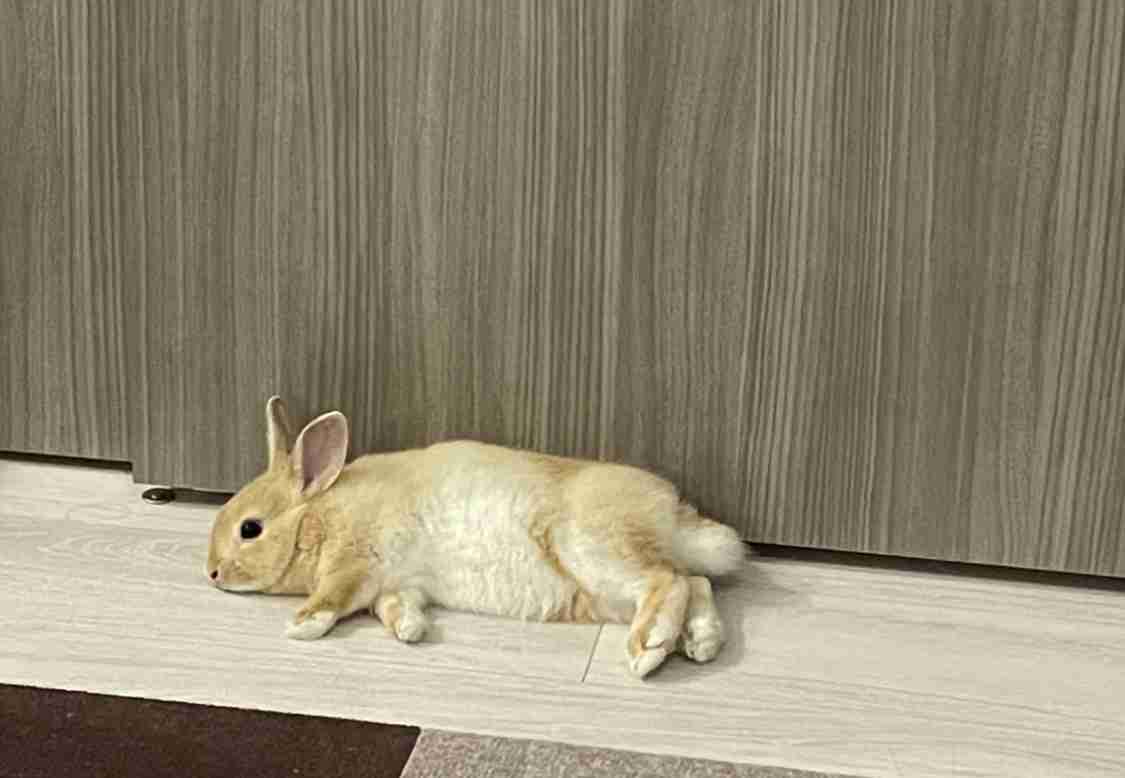 身バレしない程度にみんなのお家のペット(種類は何でもOK)が集まるトピ