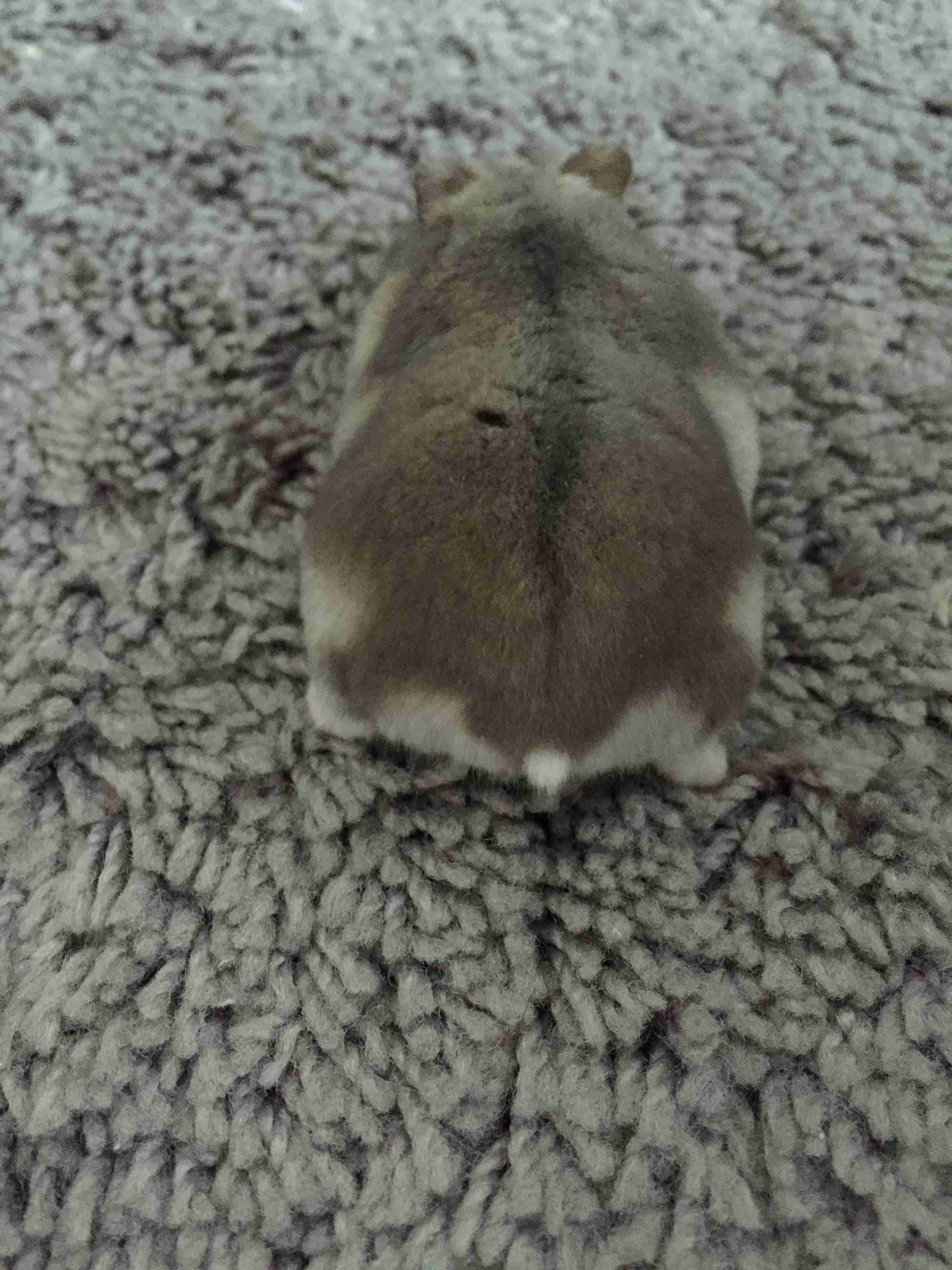 身バレしない程度にみんなのお家のペット(種類は何でもOK)が集まるトピ