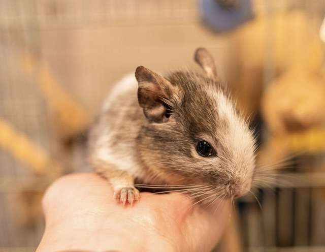 身バレしない程度にみんなのお家のペット(種類は何でもOK)が集まるトピ