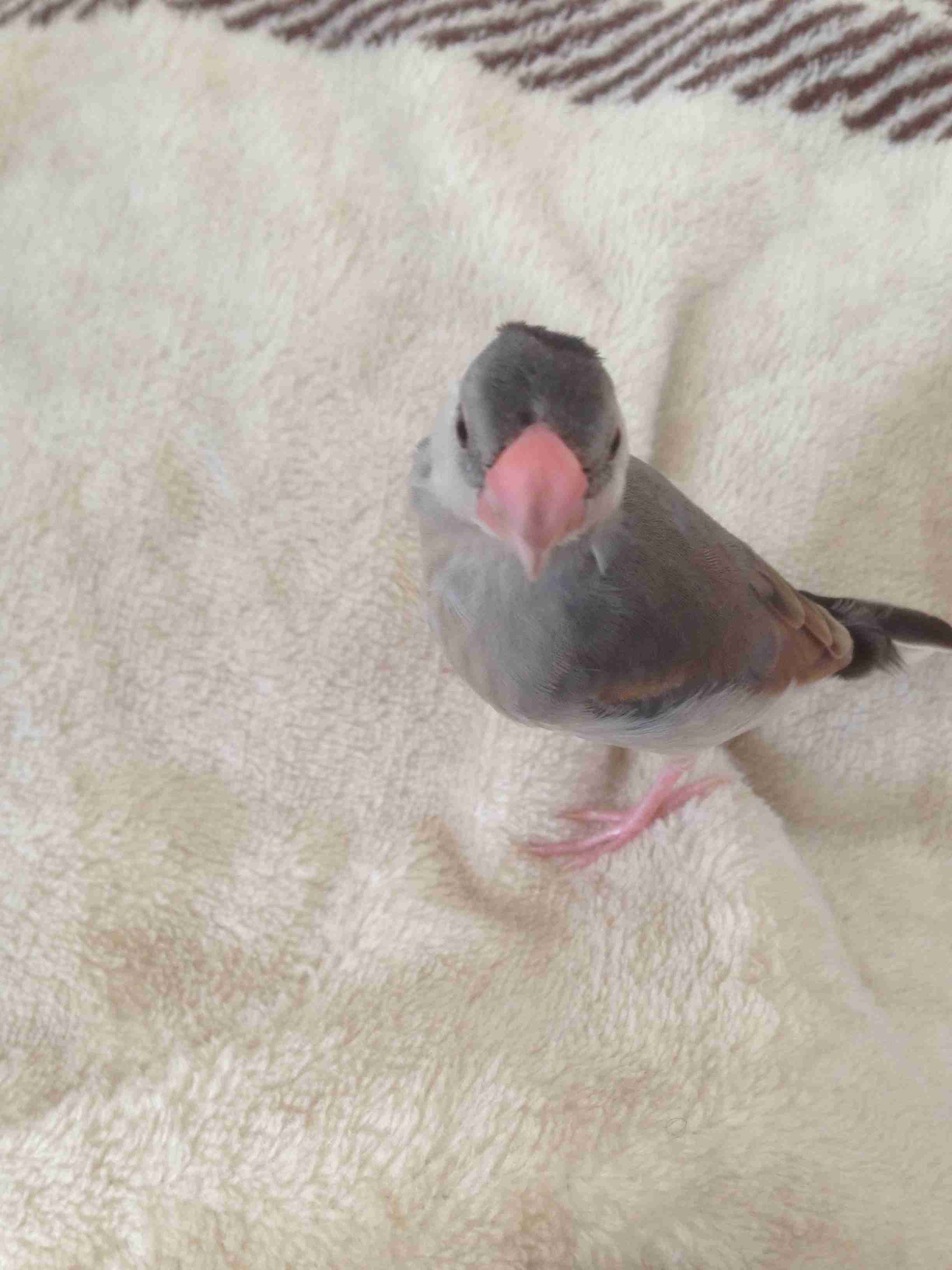 身バレしない程度にみんなのお家のペット(種類は何でもOK)が集まるトピ