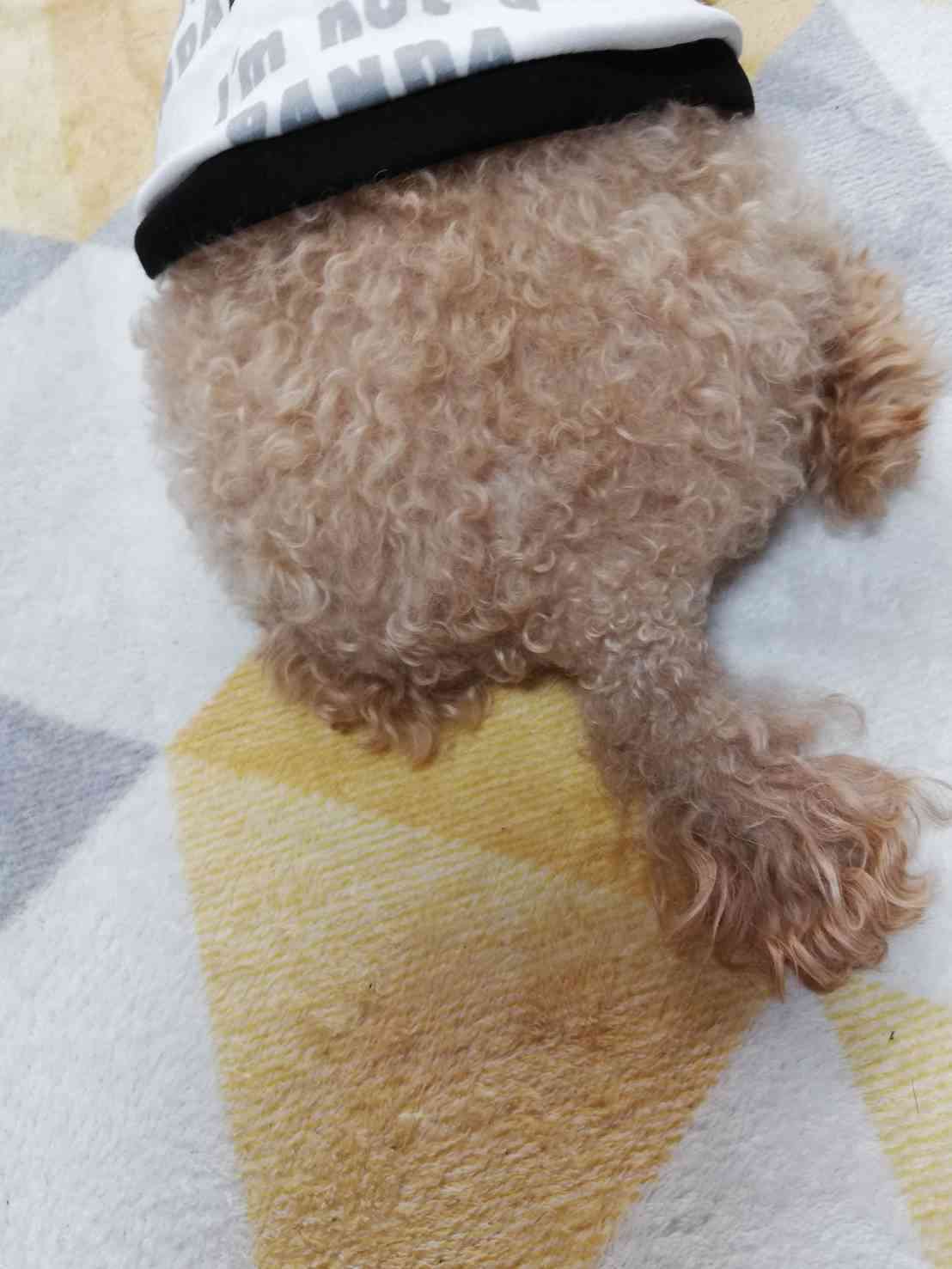 身バレしない程度にみんなのお家のペット(種類は何でもOK)が集まるトピ
