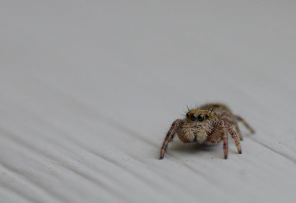 身バレしない程度にみんなのお家のペット(種類は何でもOK)が集まるトピ