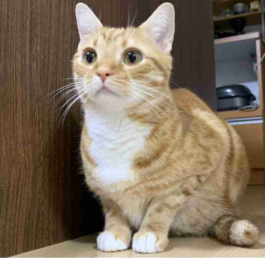 身バレしない程度にみんなのお家のペット(種類は何でもOK)が集まるトピ