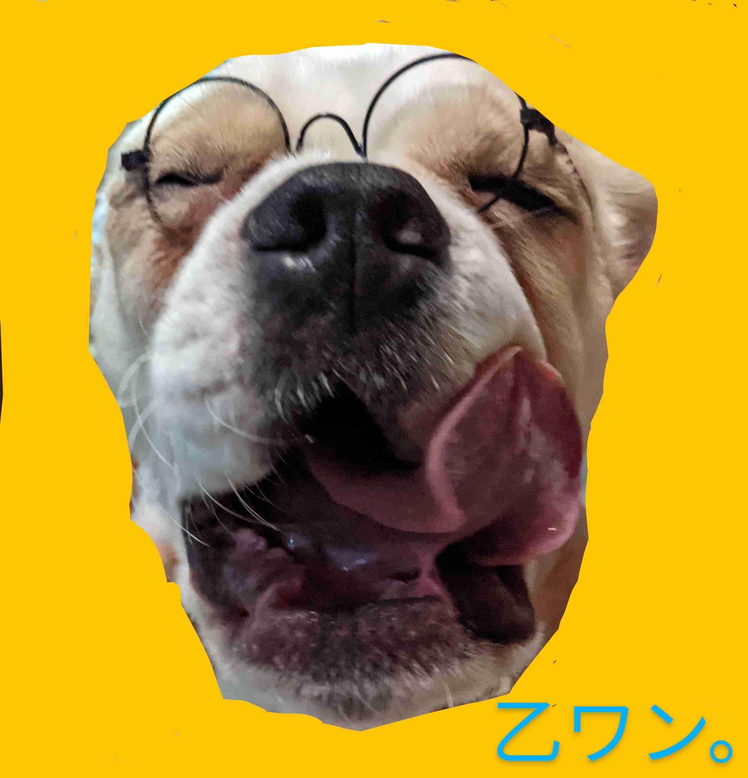 身バレしない程度にみんなのお家のペット(種類は何でもOK)が集まるトピ