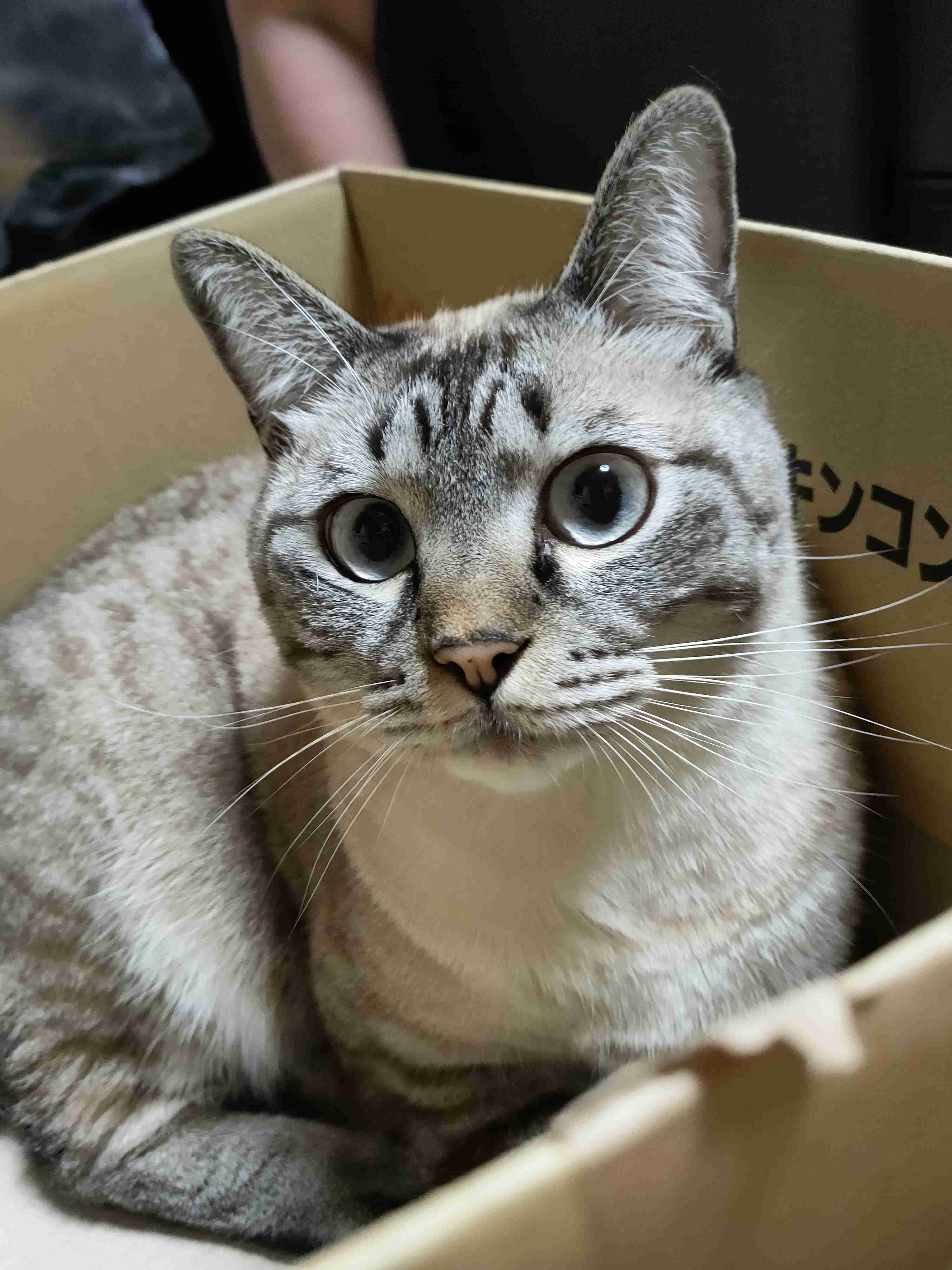 身バレしない程度にみんなのお家のペット(種類は何でもOK)が集まるトピ