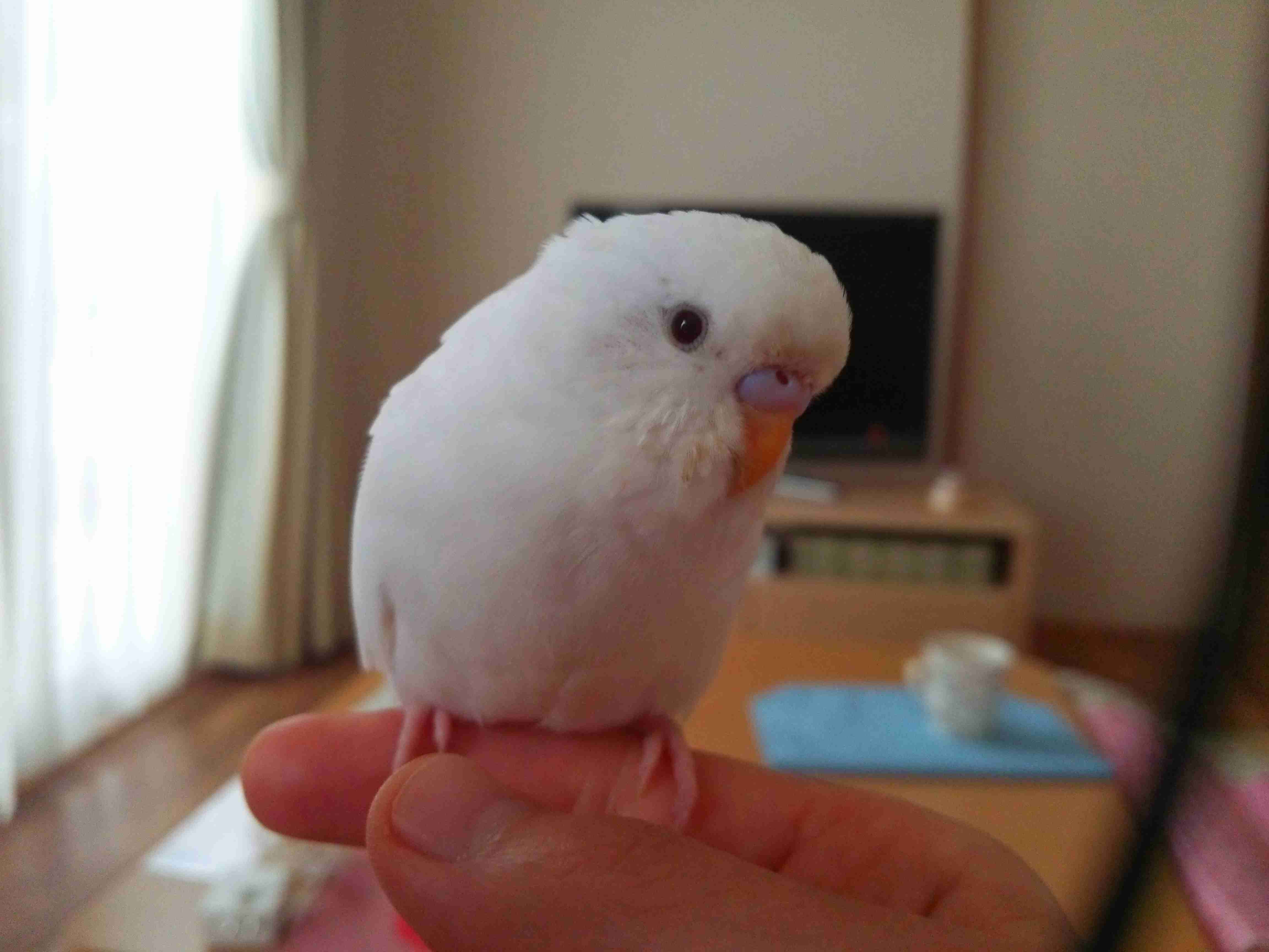 身バレしない程度にみんなのお家のペット(種類は何でもOK)が集まるトピ