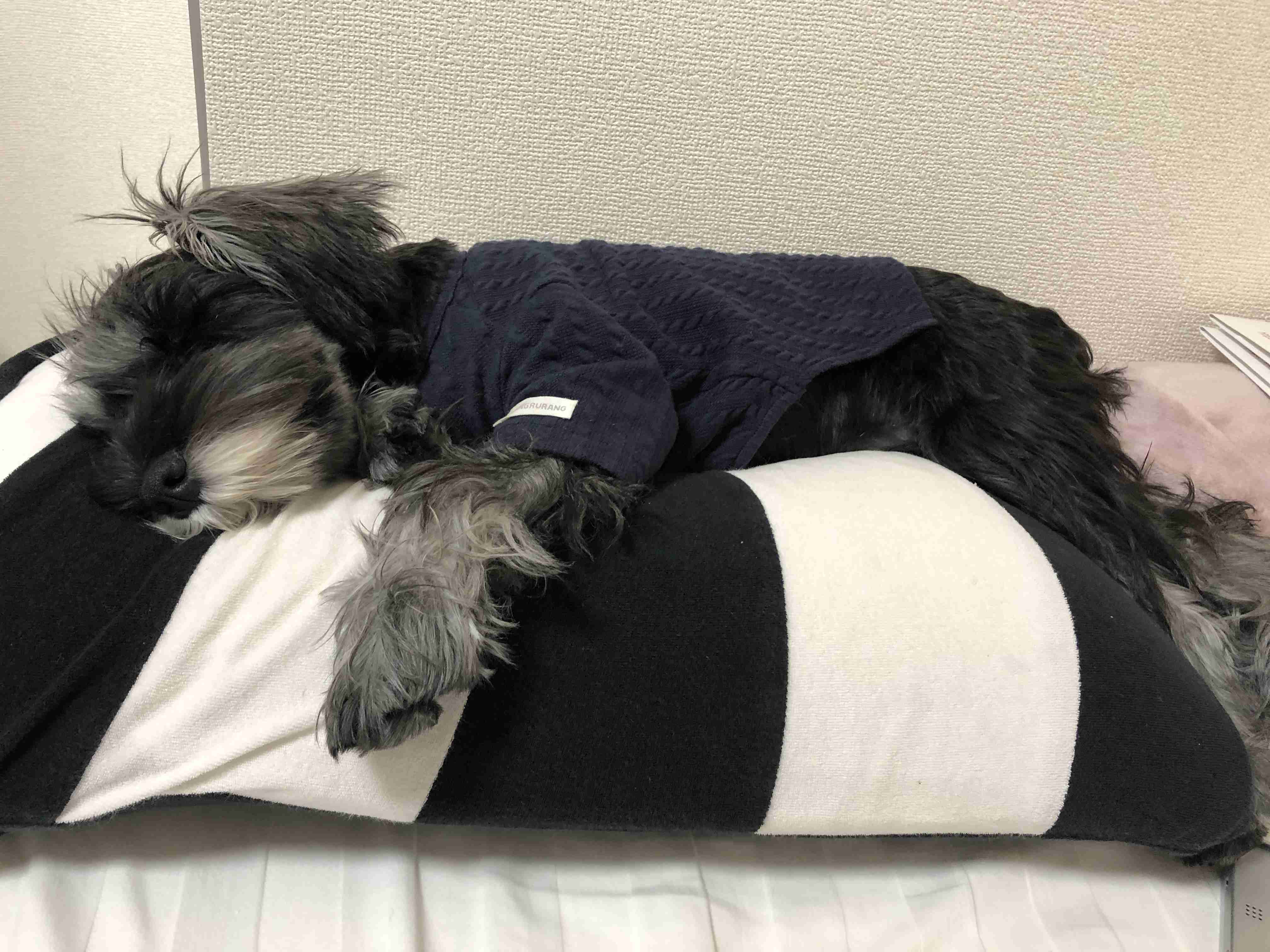 身バレしない程度にみんなのお家のペット(種類は何でもOK)が集まるトピ