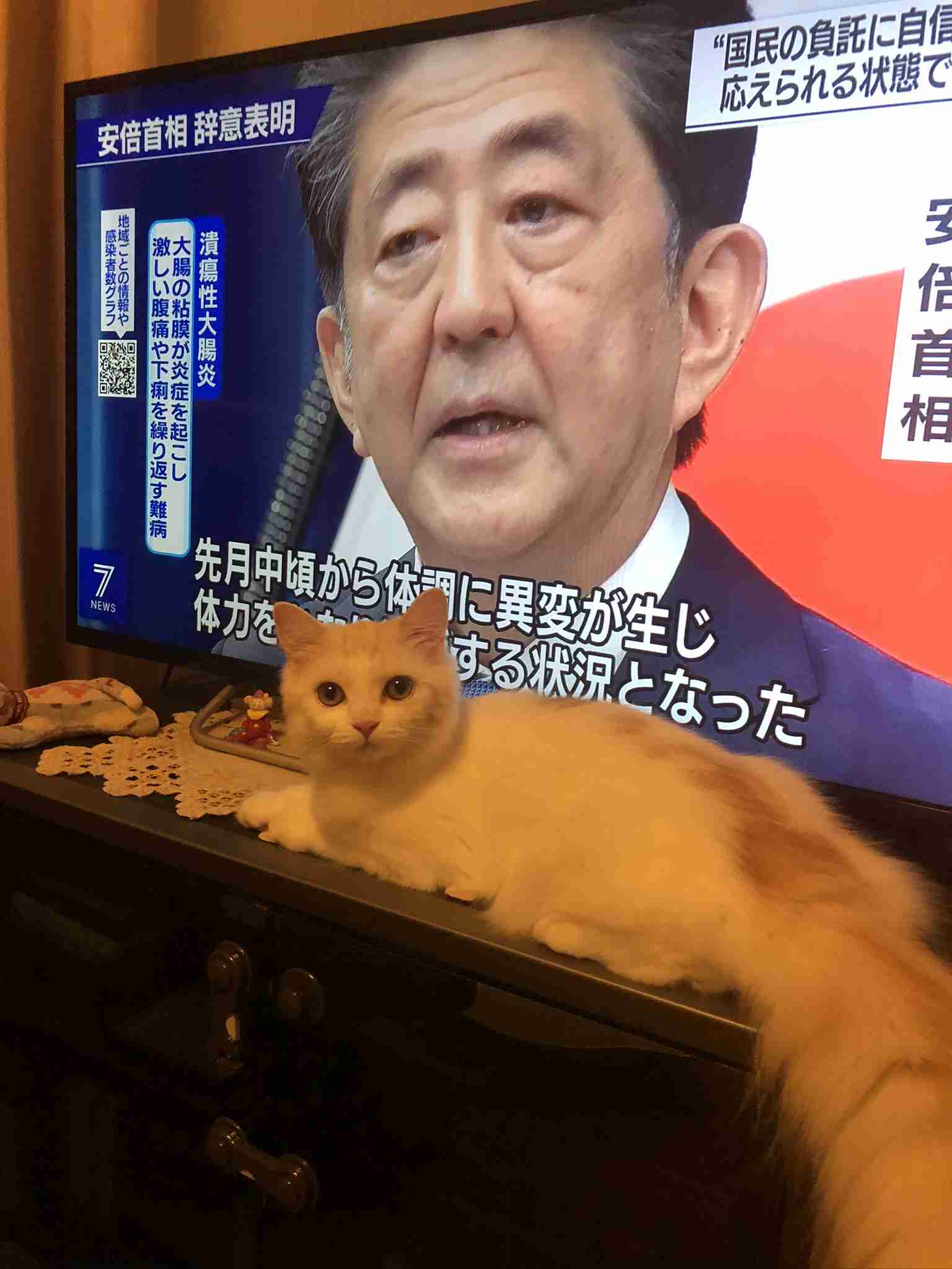 身バレしない程度にみんなのお家のペット(種類は何でもOK)が集まるトピ