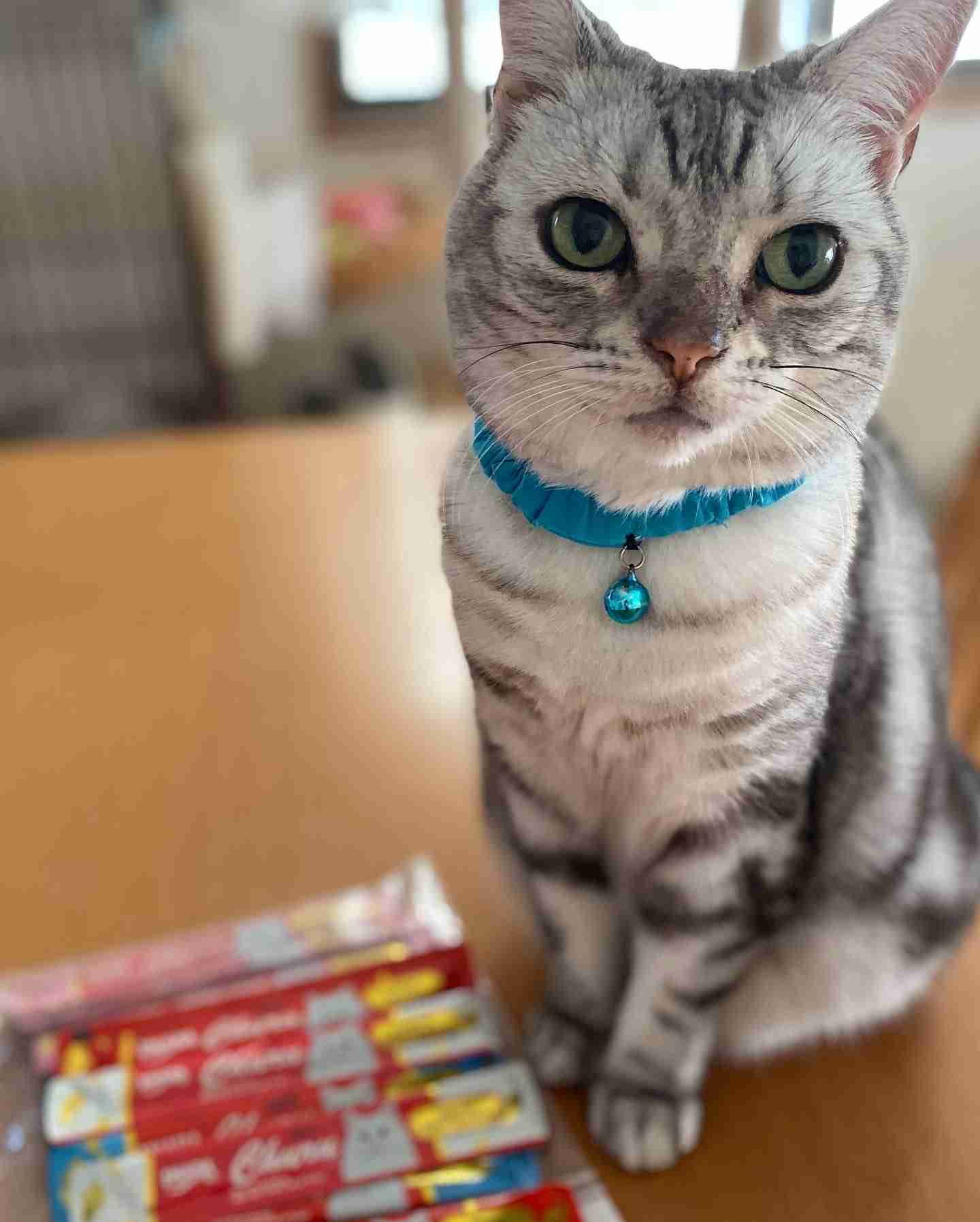 身バレしない程度にみんなのお家のペット(種類は何でもOK)が集まるトピ
