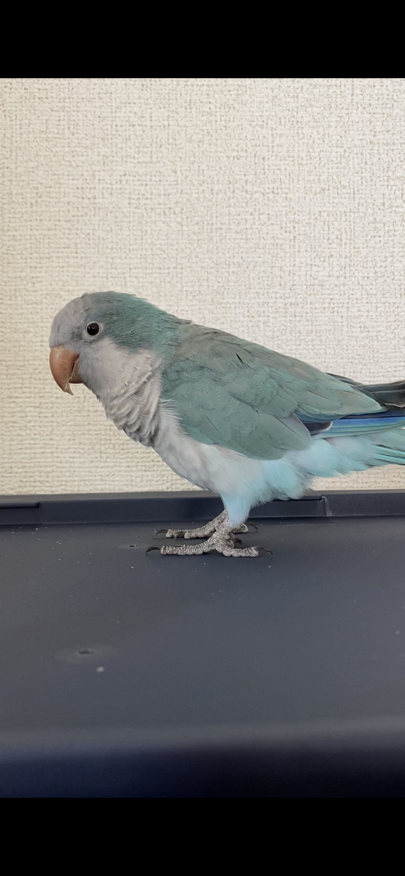 身バレしない程度にみんなのお家のペット(種類は何でもOK)が集まるトピ